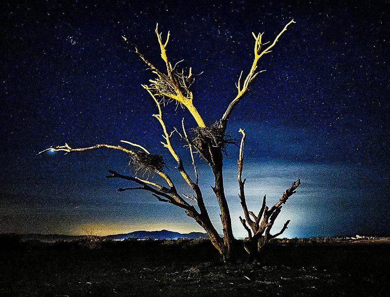Dead Tree with Cormorant Nests – Obsidian Butte, Salton Sea, California – 2024