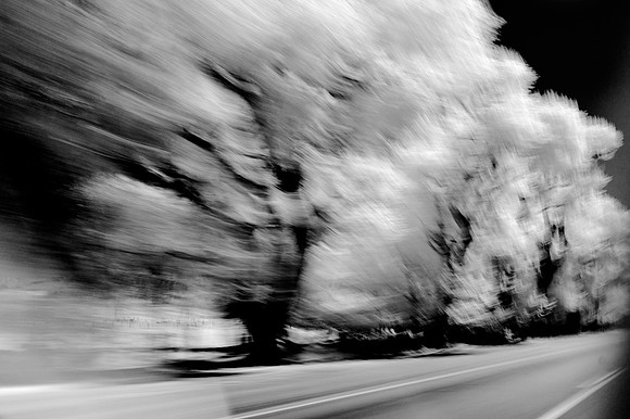 Cottonwoods - Olancha, CA - 2013