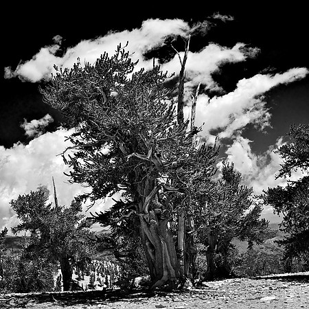 Trees with Striped Clouds - Ancient Bristlecone Nat'l Forest, CA - 2009