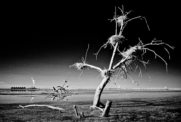 Dead Tree, Nests & Thermal Plants - Salton Sea, CA - 2014
