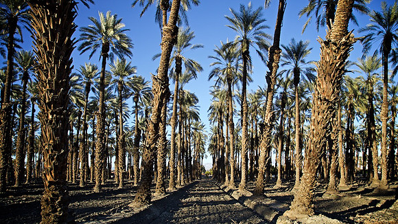 Palm Grove off Airport Blvd - Thermal, CA - 2015