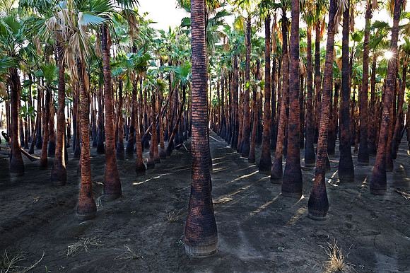 Sunstar and Resurrected Palm Grove - Thermal, CA - 2016