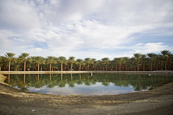 Palm Trees & Irrigation Pond - Thermal, CA - 2015