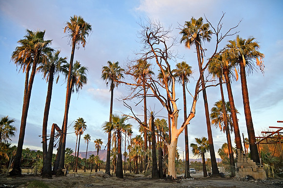 First Light On Dead & Recovered Trees - Thermal, CA - 2016