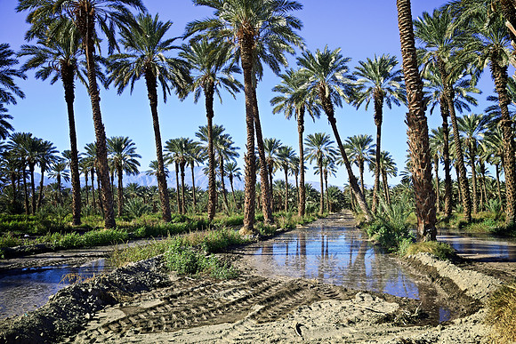 Flood Irrigation - Date Palm Grove off Grapefruit Blvd - Thermal, CA - 2015