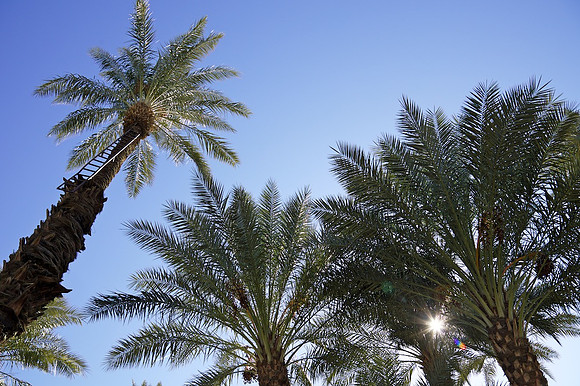 Palms, Ladder & Sunstar - Shields Date Garden - Indio, CA - 2016