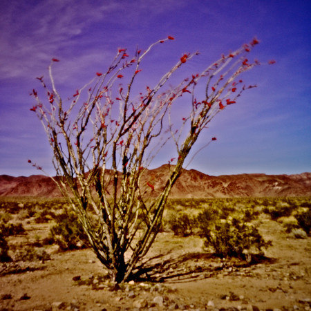 Ocotillo in Bloom - Joshua Tree Nat'l Forest - 2011