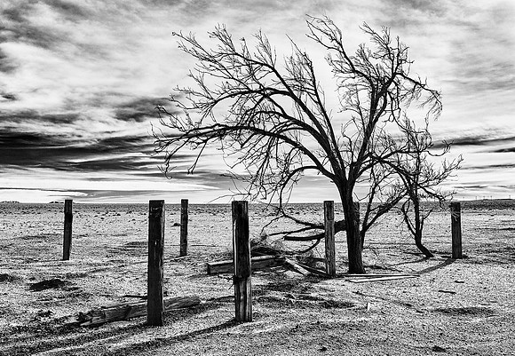 Lone Tree & Posts #1 - Abandoned Alfalfa Farm - Cinco, CA