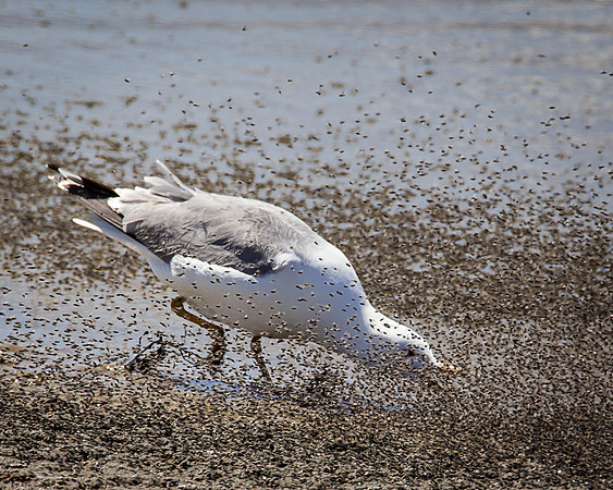 California Gull Feeding on Brine Flies / Second Chance