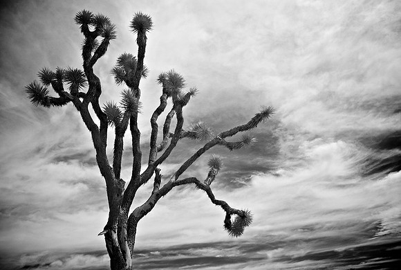 Lone Tree - Joshua Tree National Park - 2011